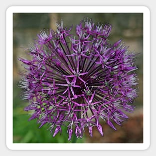 Allium Sticker